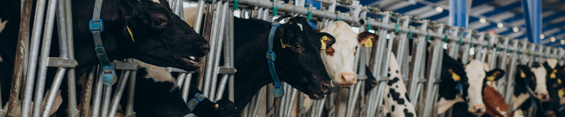Bovine